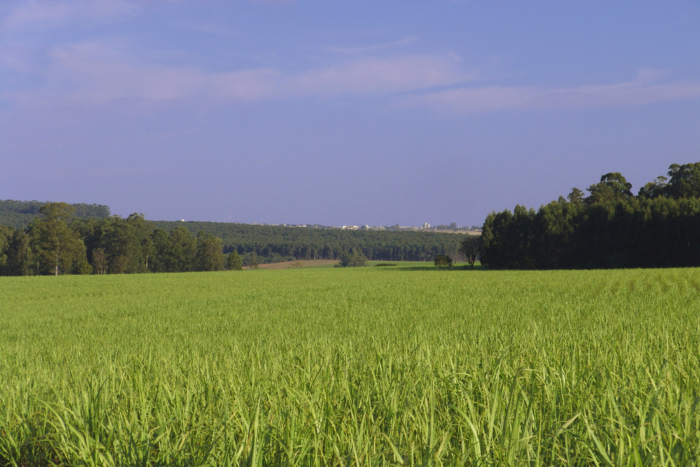 Faz_S_Sofia_canavial_090607_REFON_.JPG